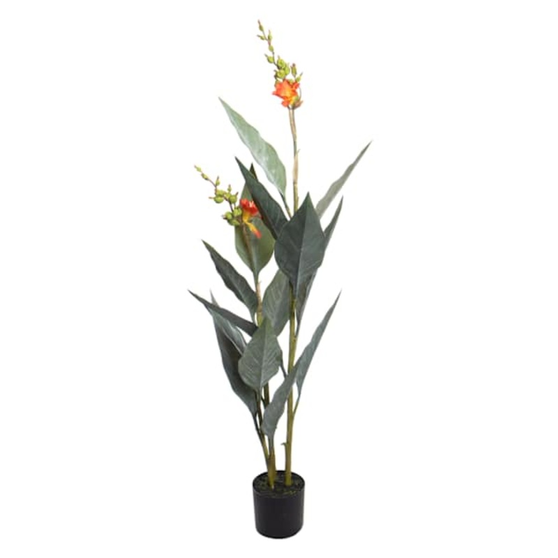 Canna Plant in Plastic Pot, 45″