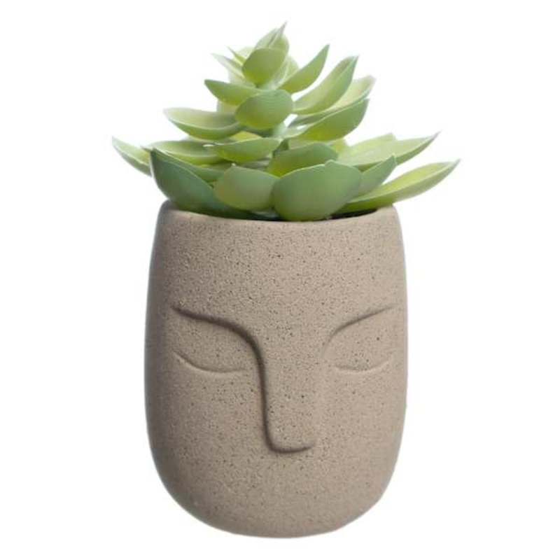 Echeveria in Cement Pot, 5.5″
