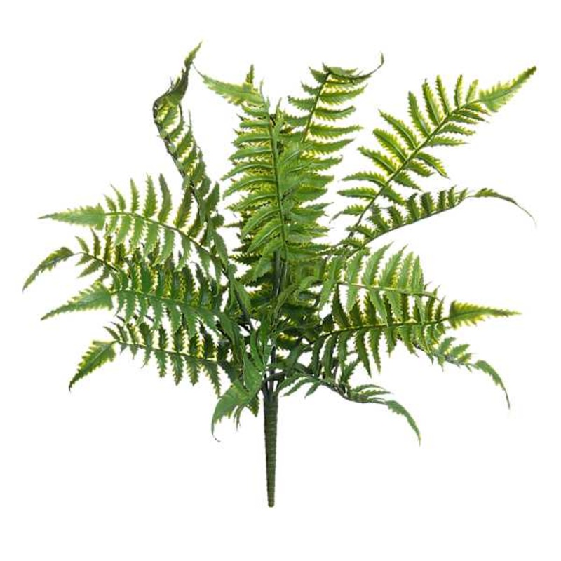 Fern Bush, 18″
