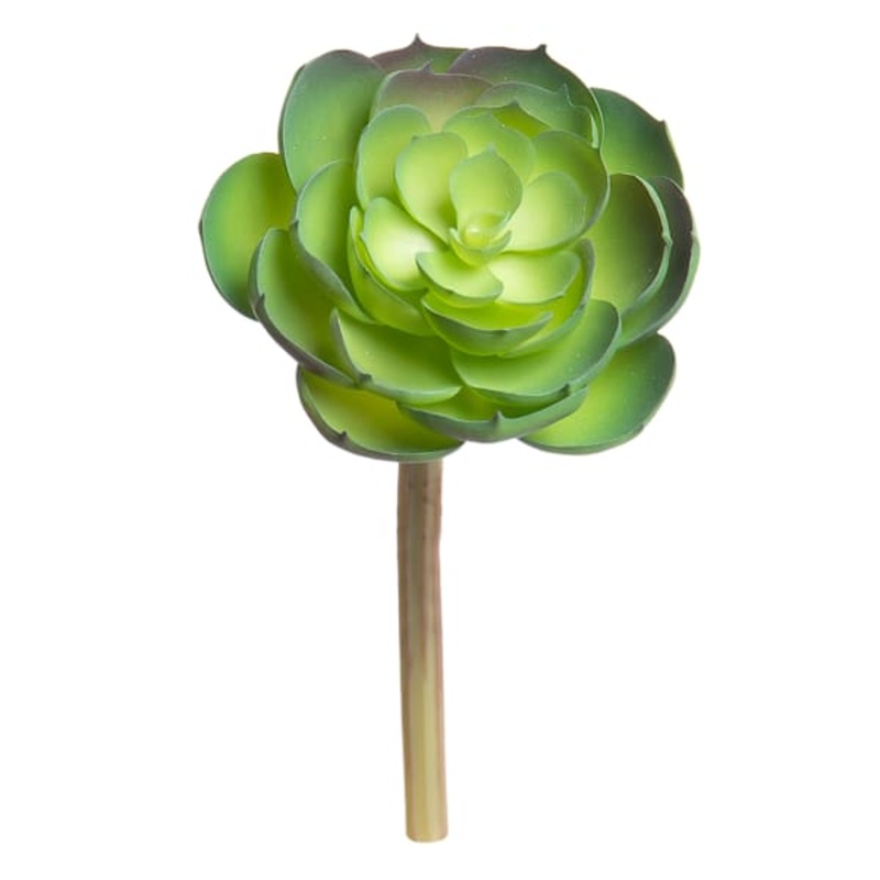 Green Echeveria Pick, 6″