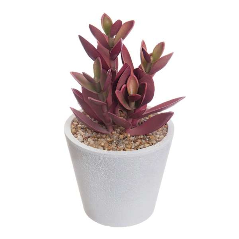 Honeybloom Red Jade Plant in Pot, 5.5″