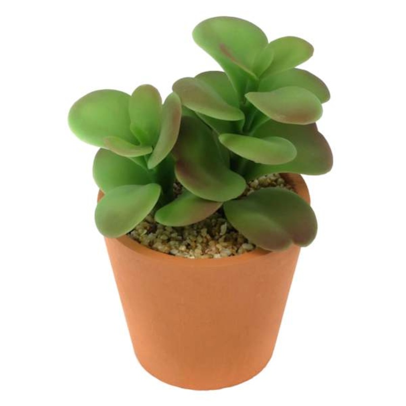 Jade Plant in Pot, 5″