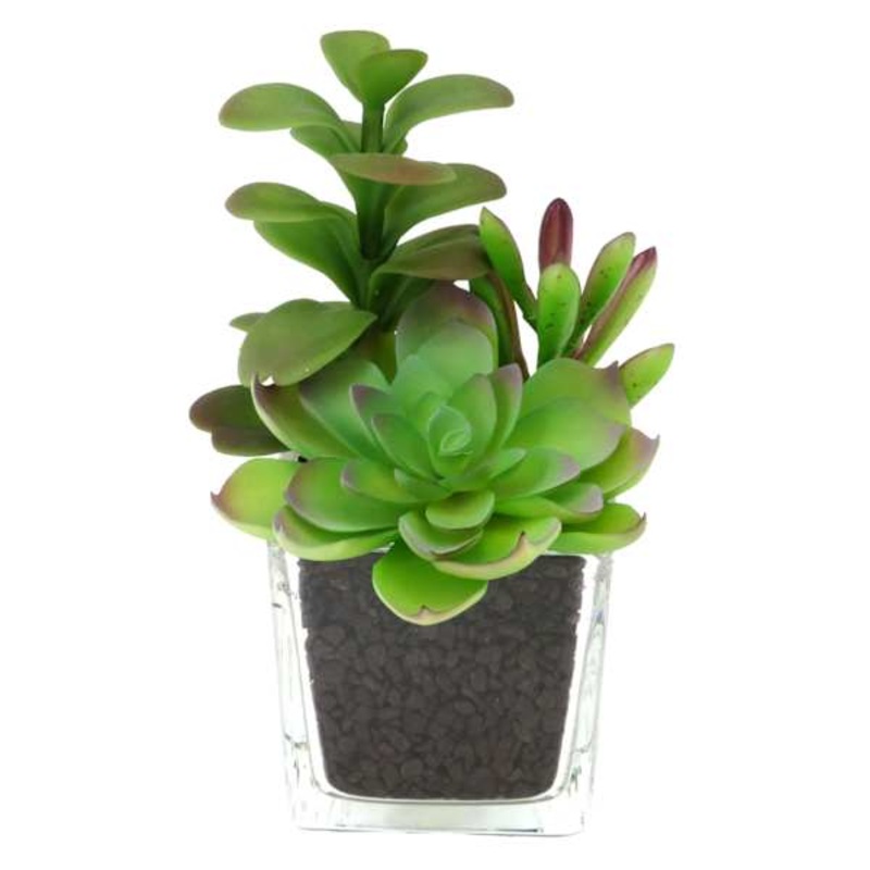 Mixed Succulent in Glass Vase, 6.5″