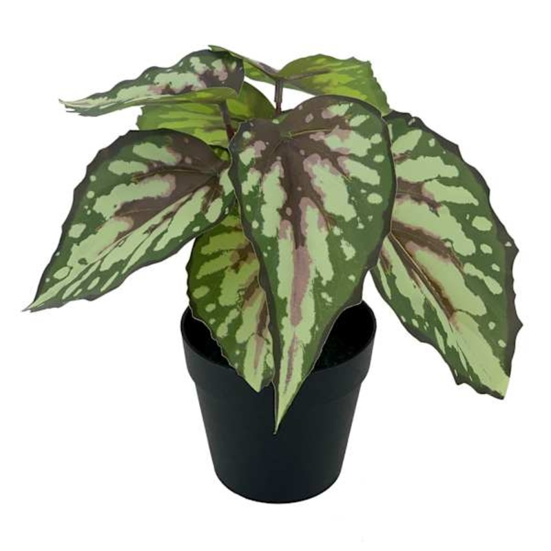 Outdoor-Rated Begonia Arrangement, 8″