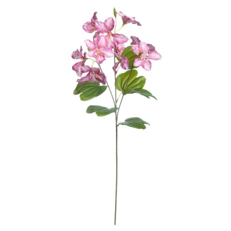 Pink Bauhunua Spray, 29″