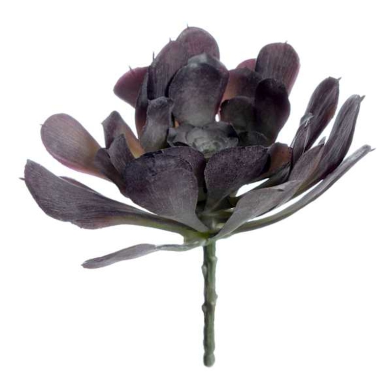 Purple Echeveria Stem, 7″
