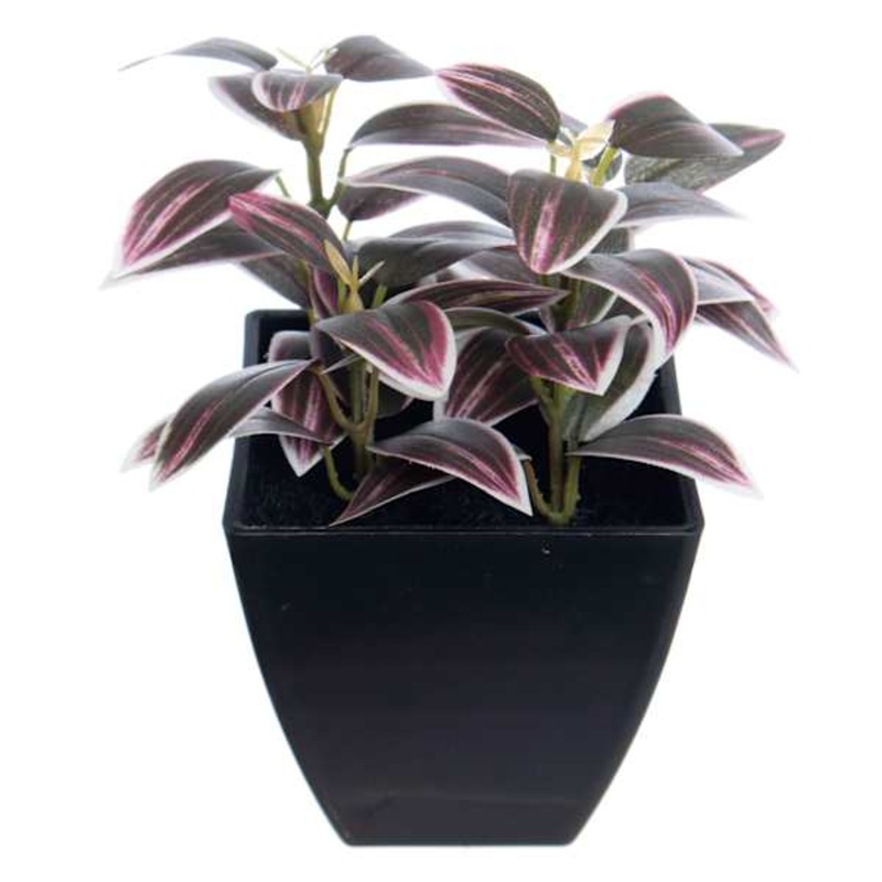 Purple Spiderwort Tradescantia Plant in Pot, 6″