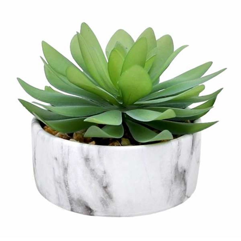 Succulent in Ceramic Pot, 5″