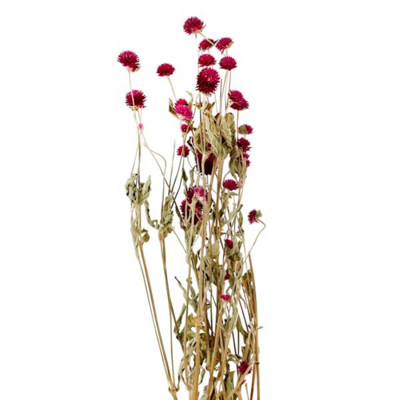 Willow Crossley Purple Globe Amaranth Floral Spray, 2oz