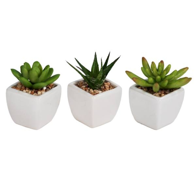 3-Piece Assorted Succulents with White Planter, 3″