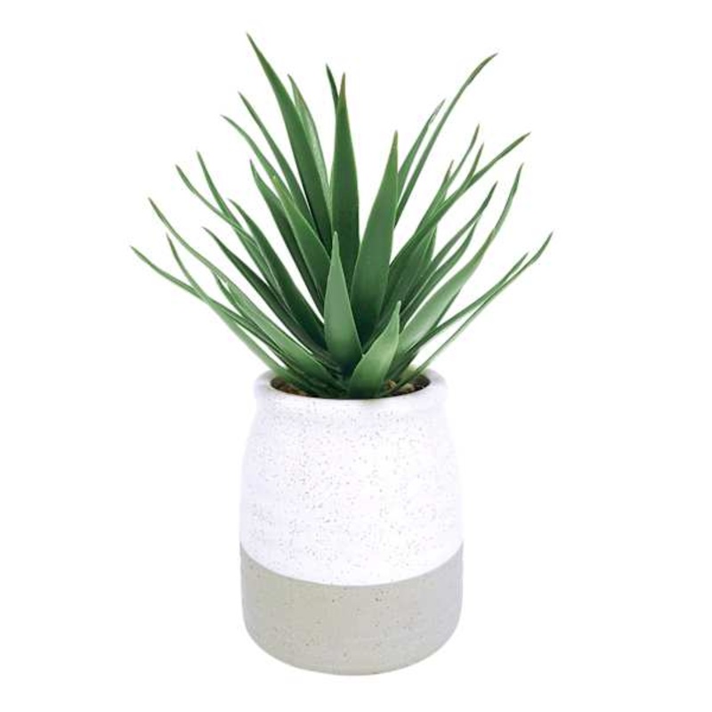 Aloe Plant with White & Gray Ceramic Planter, 9.5″