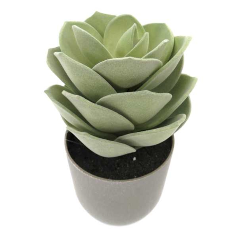 Echeveria Succulent in Grey Planter, 8.5″