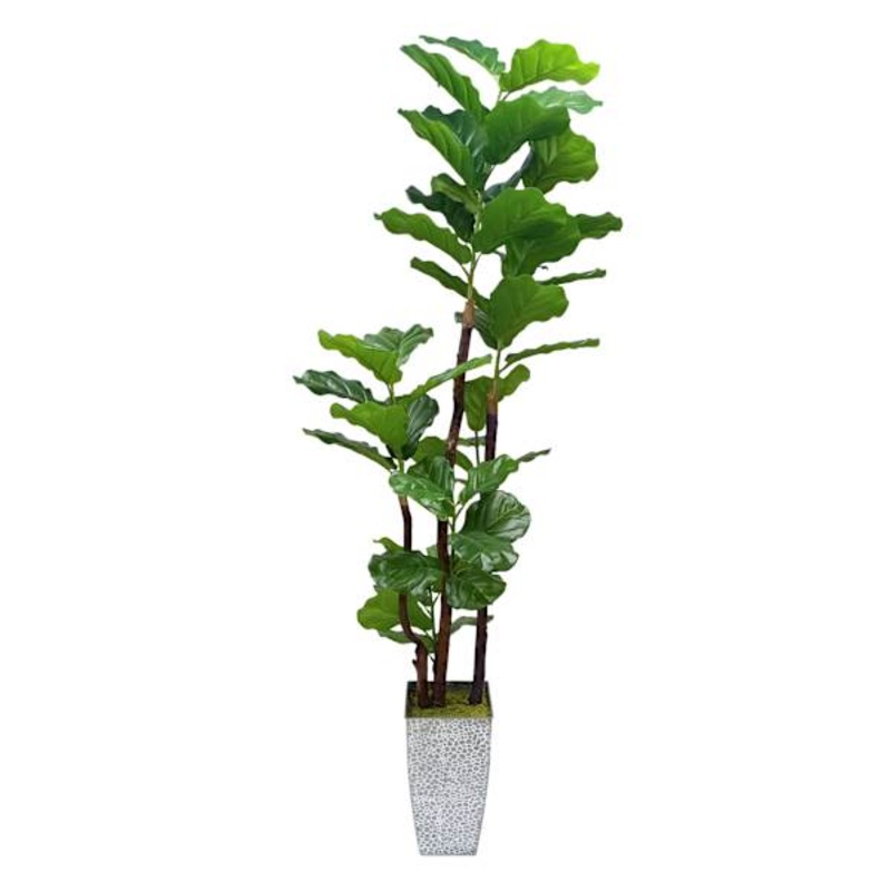 Fig Tree in Basket, 6.5′