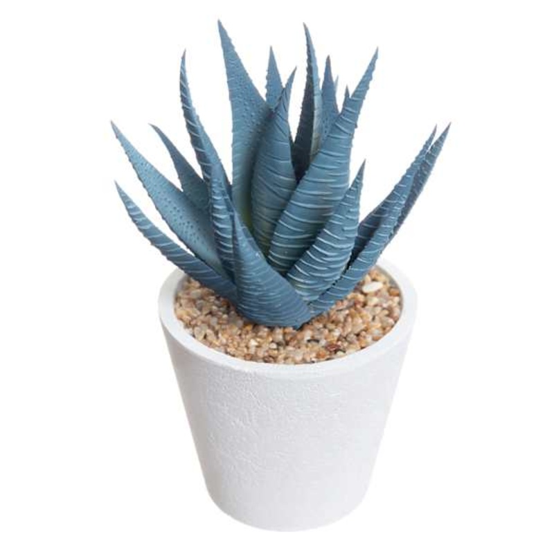 Honeybloom Blue Aloe Plant in White Pot, 6″