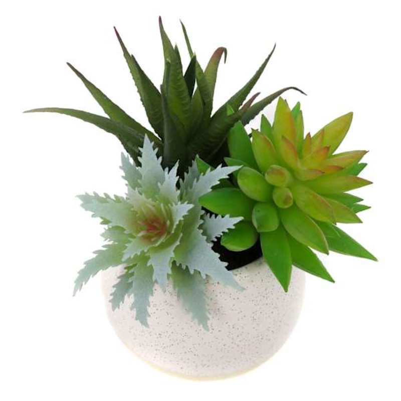 Mixed Succulent in White Pot, 6″
