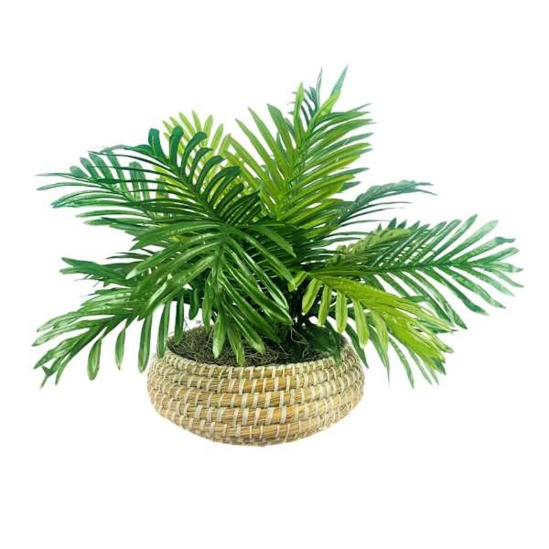 Palm in Low Round Basket, 17″
