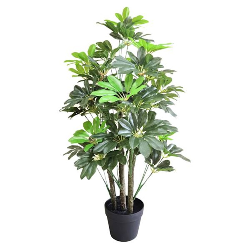 Potted Schefflera Tree, 3′