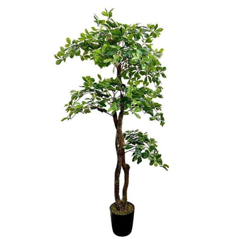 Real-Bark Black Olive Tree, 5′