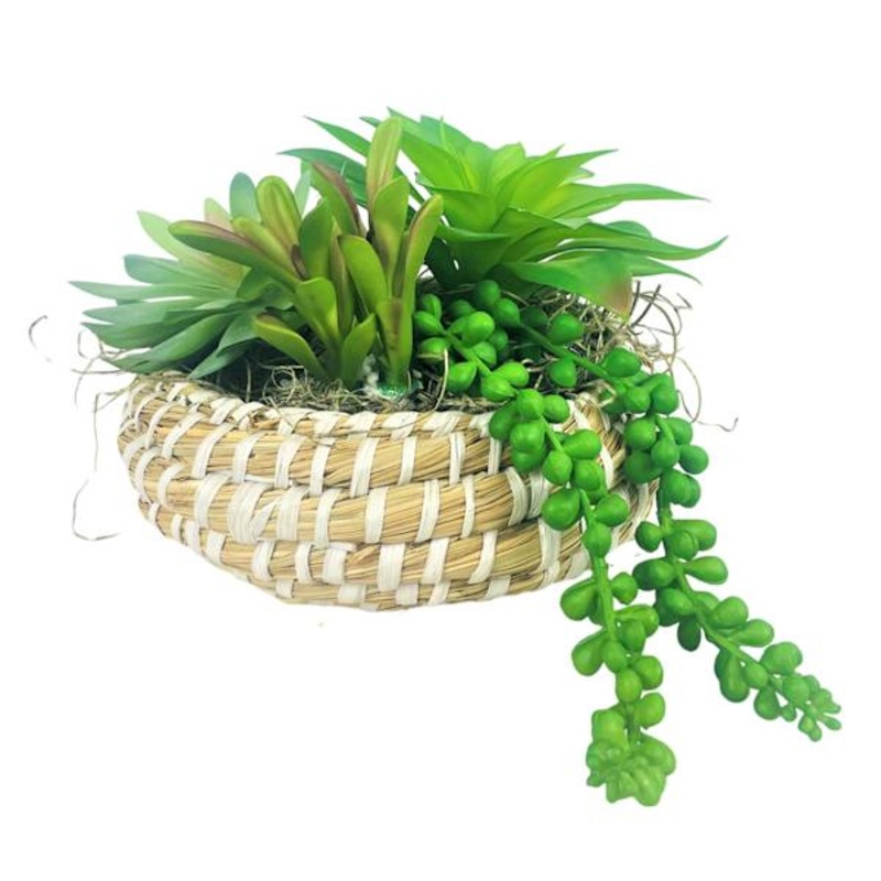 Succulent Garden in Low Basket, 7″