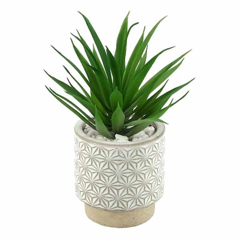 Succulent in Ceramic Pot, 7″