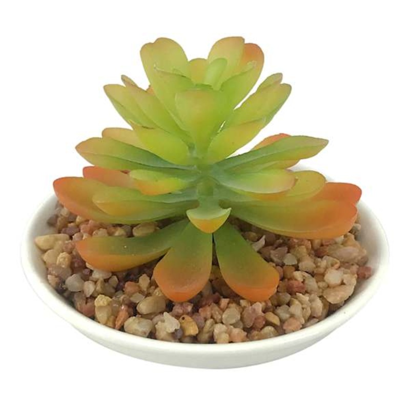 Succulent in White Pot, 3.5″