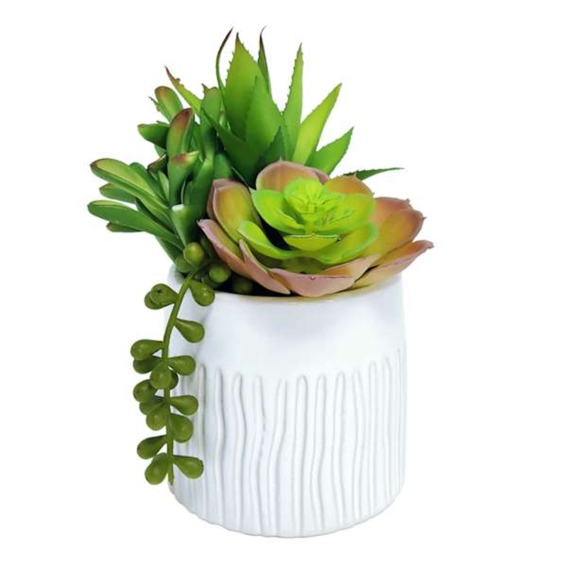 Succulent Mix with White Textured Planter, 8″