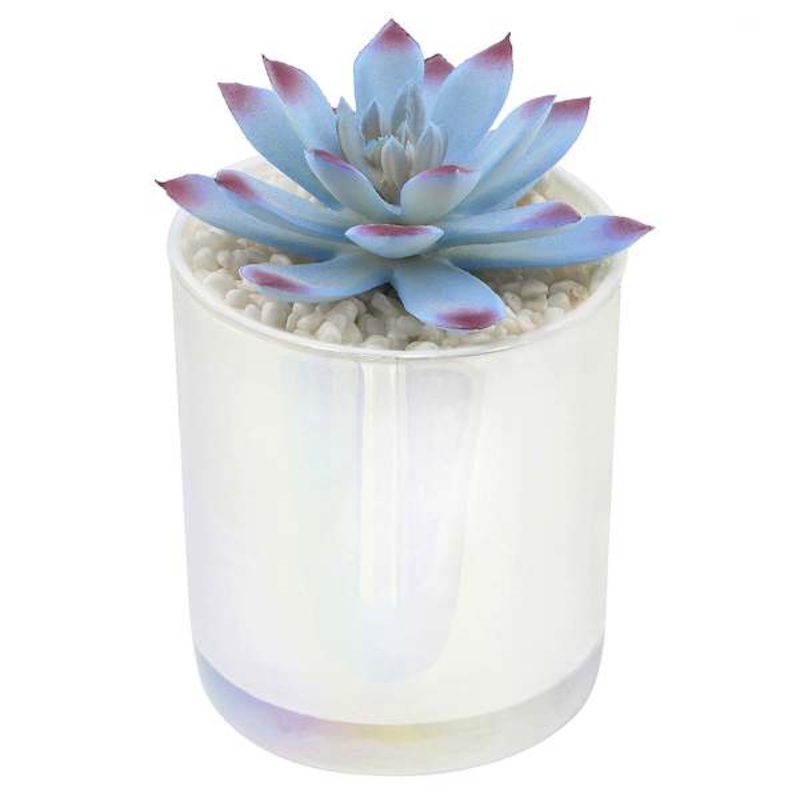White Echeveria in White Vase, 5″