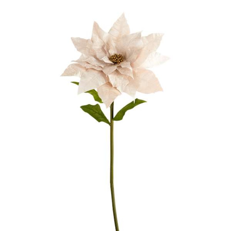 Champagne Poinsettia, 54″