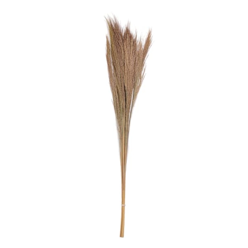 Dried Broom Grass
