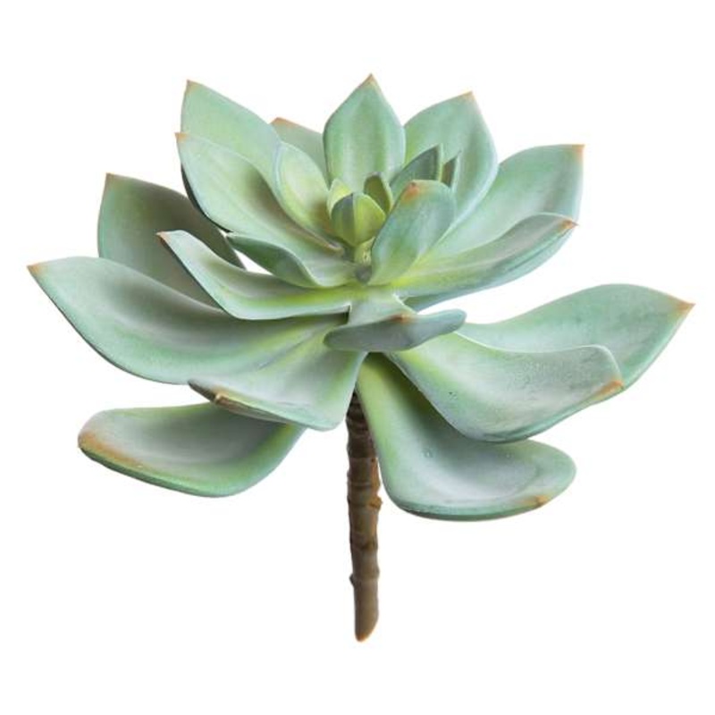 Green Echeveria Pick, 6.5″