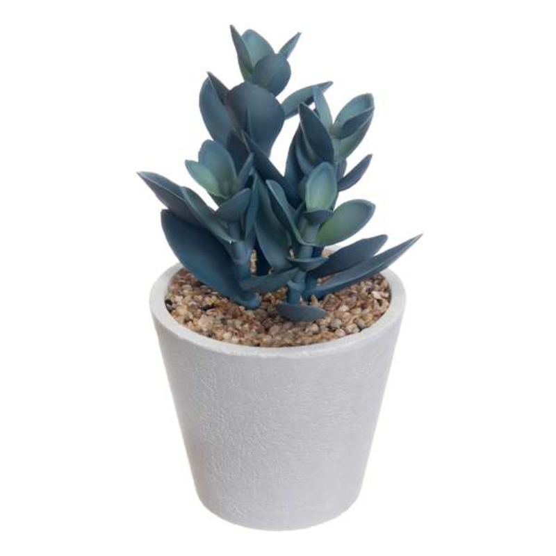 Honeybloom Blue Jade Plant in Pot, 5.5″