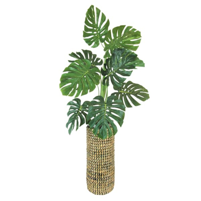 Monstera Plant with Cylinder Basket Planter, 42″
