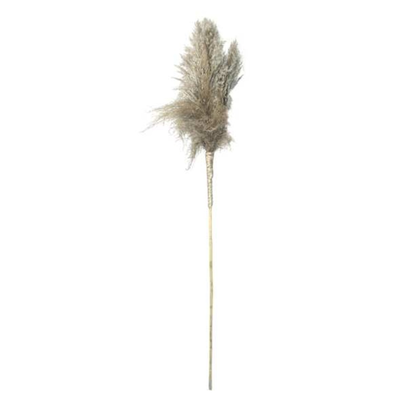 Natural Pampas Grass Stem, 70″