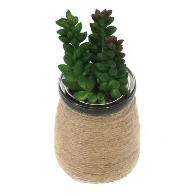 Sedum in Glass Vase, 4″