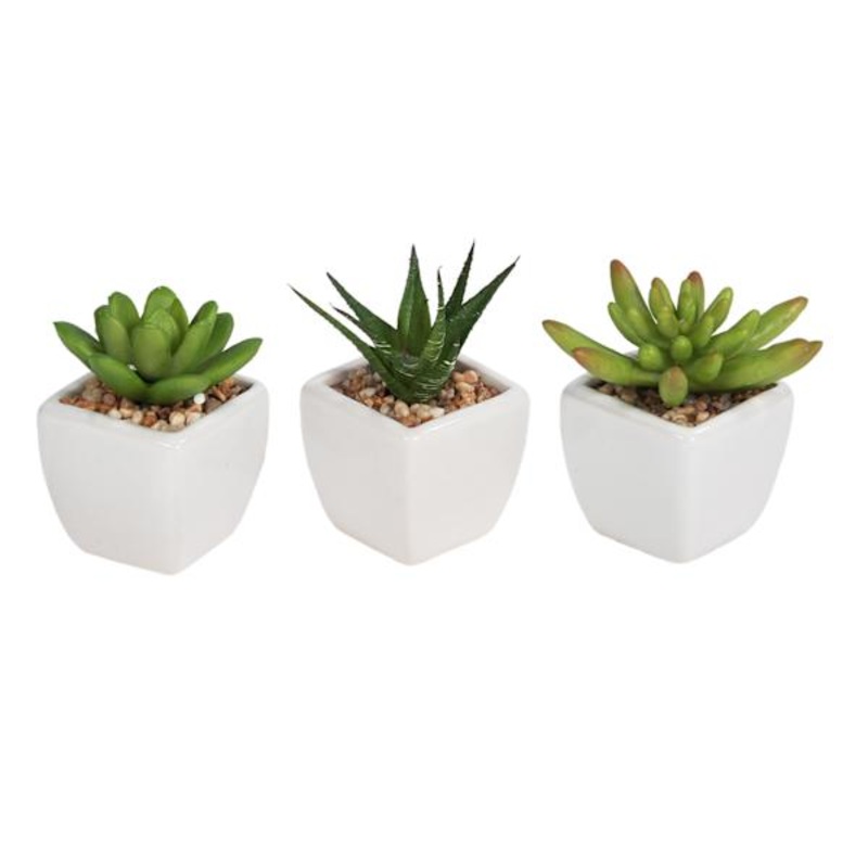 Set of 3 Succulents in White Vase