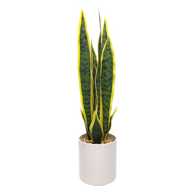 Snake Plant with White Planter, 20″