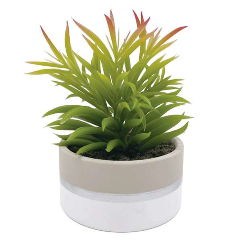 Succulent in Ceramic Pot, 7″