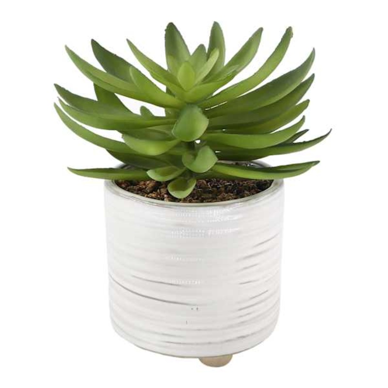Succulent in Ceramic Pot, 8″