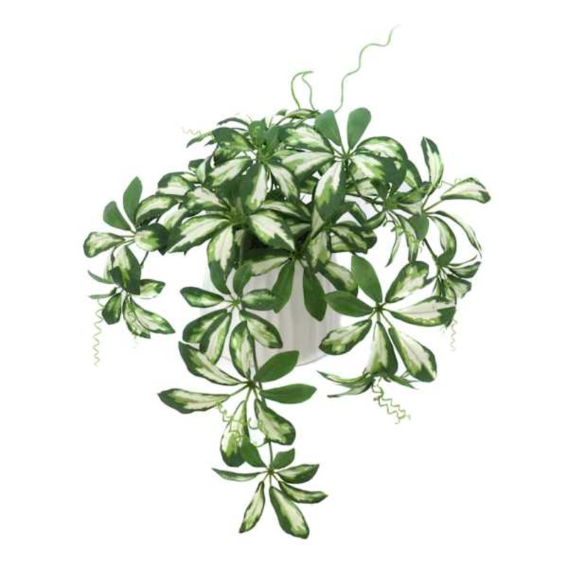 Baby Schefflera in Ceramic Pot, 20×14