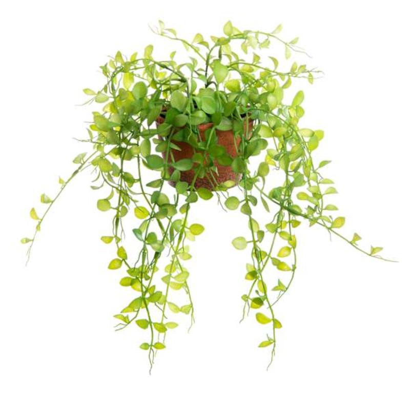 Button Leaf Plant with Brown Planter, 9″