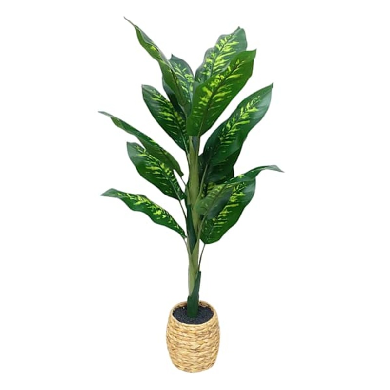Dieffenbachia Tree in Basket, 4′