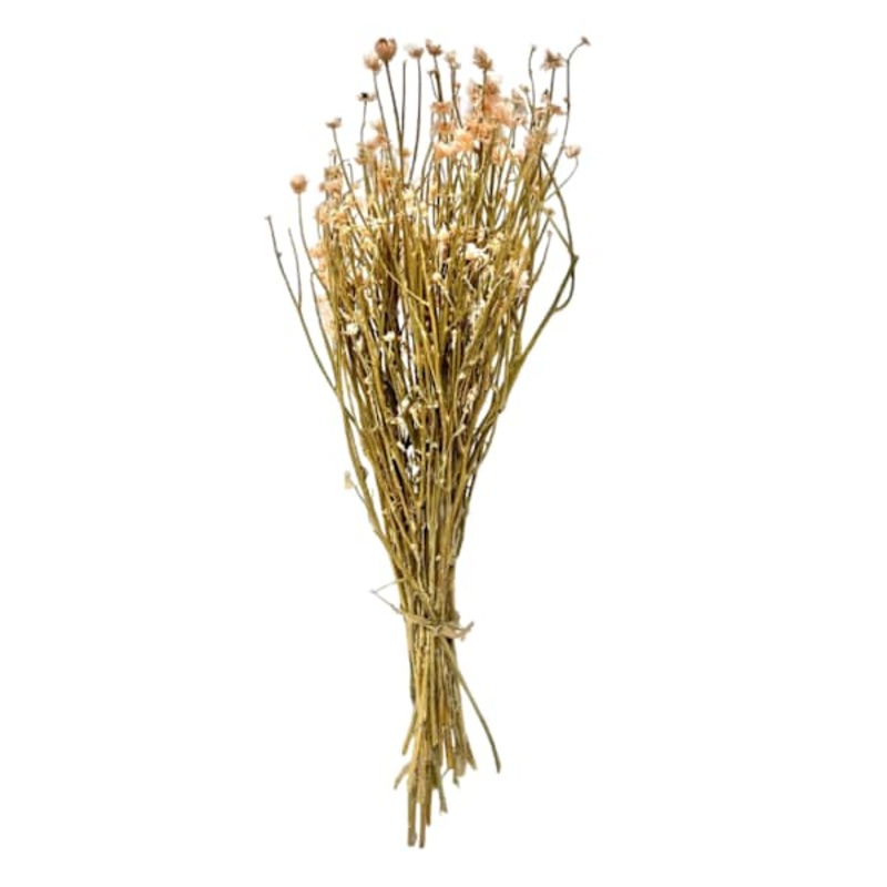 Dried White Ammobium Bundle, 26″