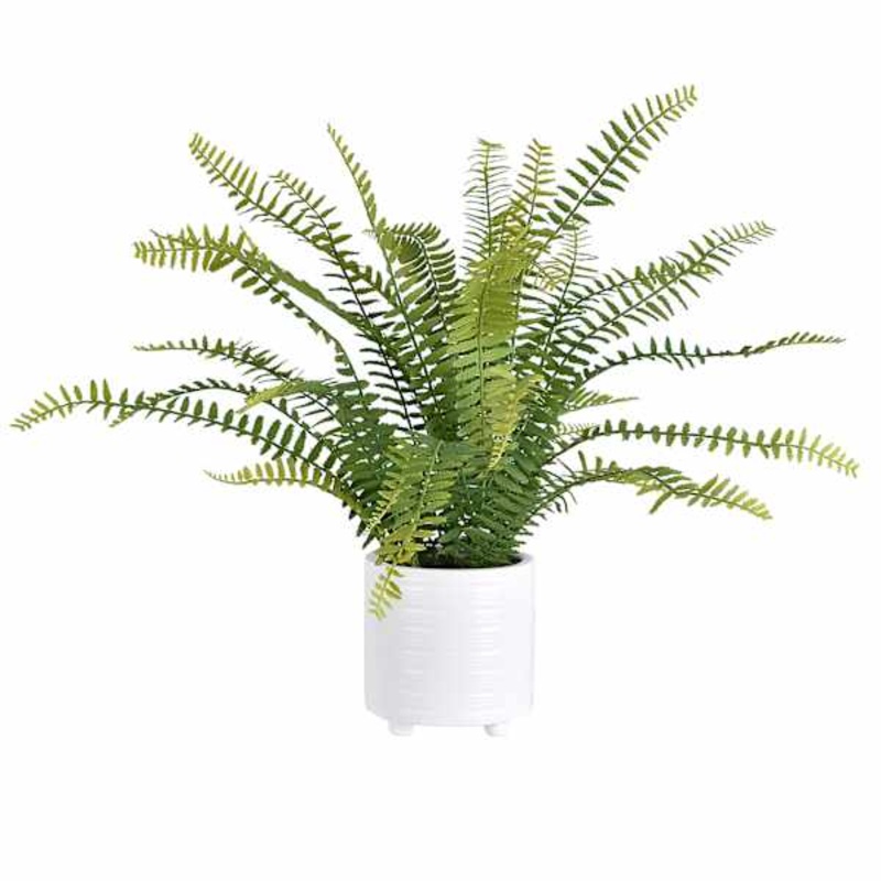 Fern Arrangement in White Ceramic Pot, 19″