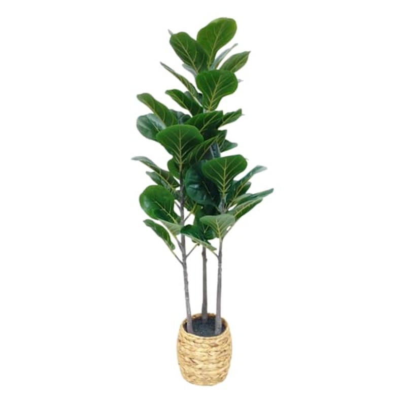 Fig Fiddle Tree in Basket, 4′