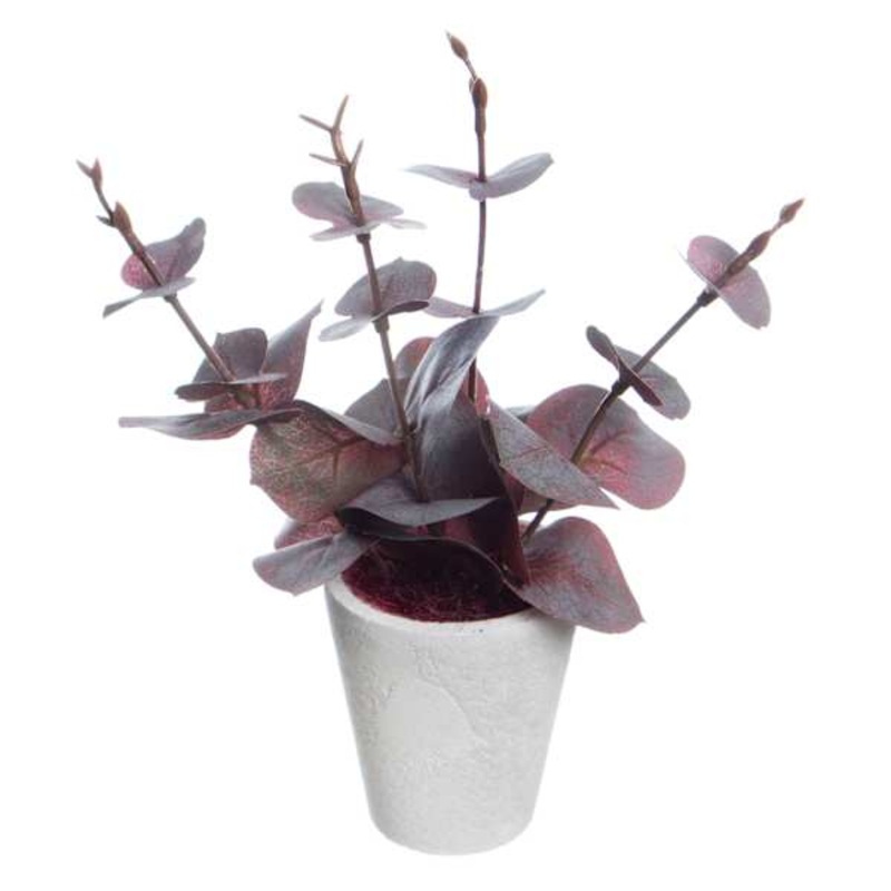 Honeybloom Red Eucalyptus in Pot, 8″