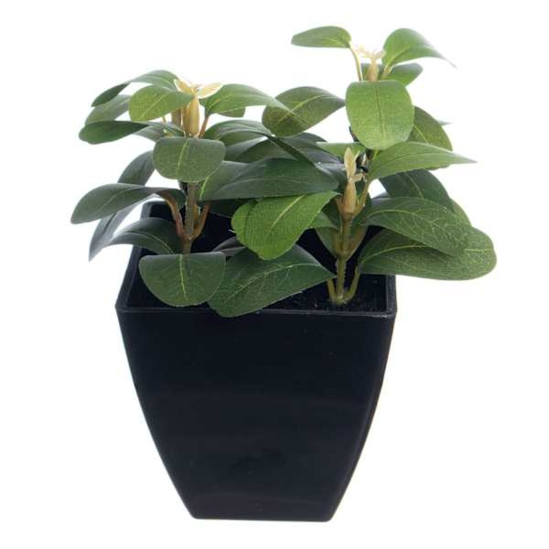 Laurel Plant in Black Pot, 6″