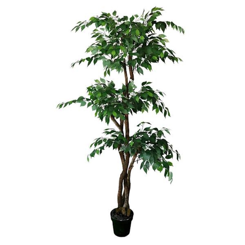 Real-Bark Fiscus Tree in Black Pot, 6.5′