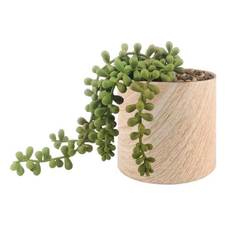 String of Pearls in White Oak Pot, 5″