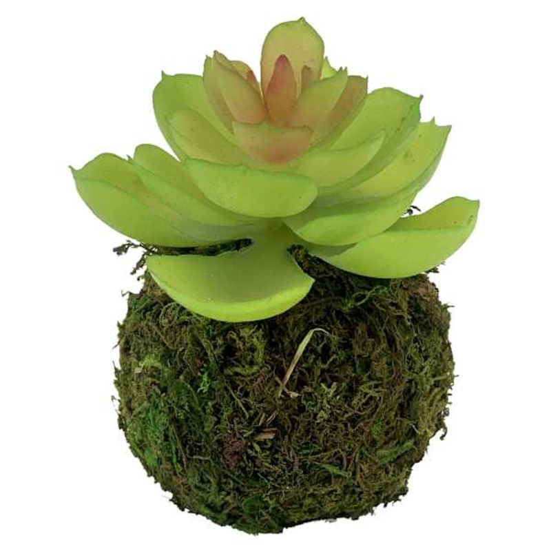 Succulent in Moss Ball, 5″