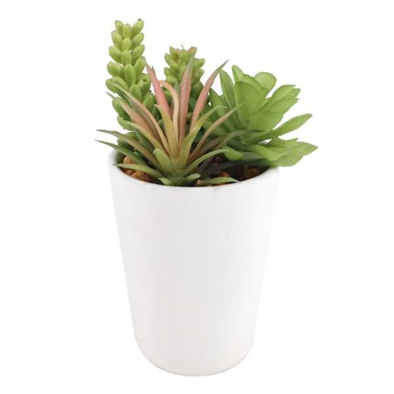 Succulent Mix with White Planter, 7″
